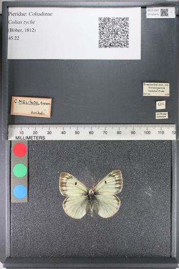Media type: image;   Entomology 125416